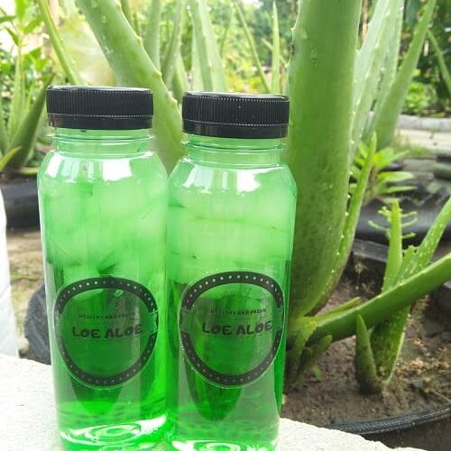 Loe Aloe (Omah Aloevera)