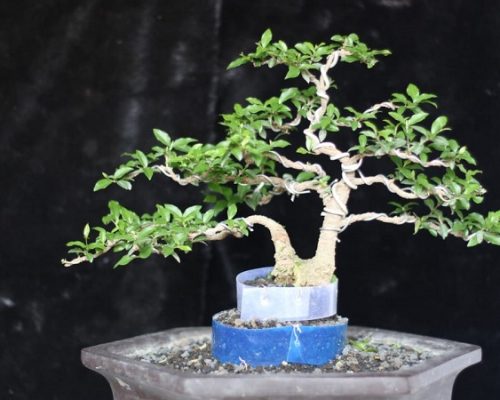 S. R. Art Bonsai